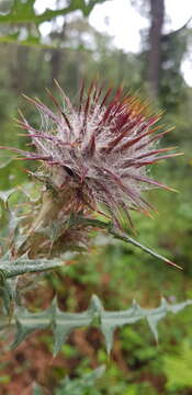 Image of <i>Cirsium oaxacanum</i>