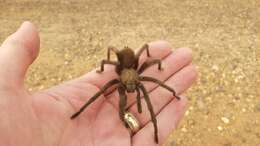 Image of Aphonopelma johnnycashi Hamilton 2016