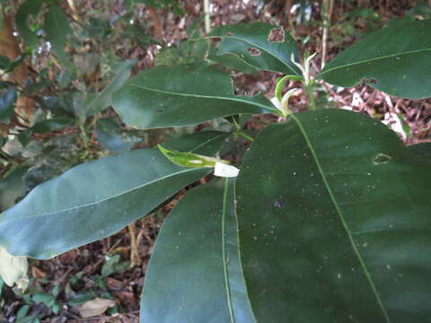 Image of Bosistoa medicinalis (F. Mueller) T. G. Hartley