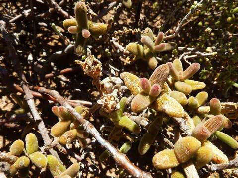 Image of Mesembryanthemum nitidum Haw.