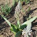 Image of Ledebouria asperifolia (van der Merwe) S. Venter