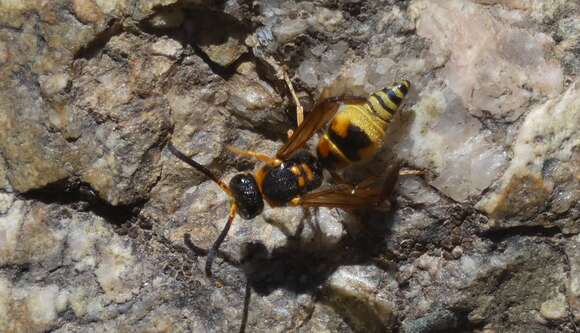 Image of Ancistrocerus lineativentris Cameron 1906