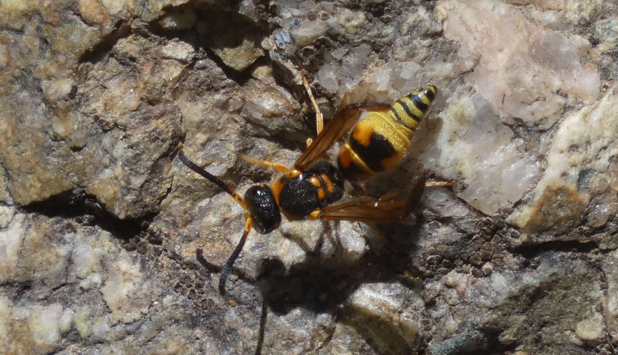 Image of Ancistrocerus lineativentris Cameron 1906