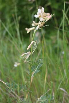 Imagem de Vicia pannonica Crantz