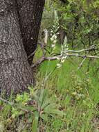 Plancia ëd Gavilea longibracteata (Lindl.) Sparre ex L. E. Navas