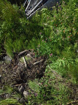 Image of lupine clover