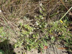 Image of Crassula obovata var. obovata