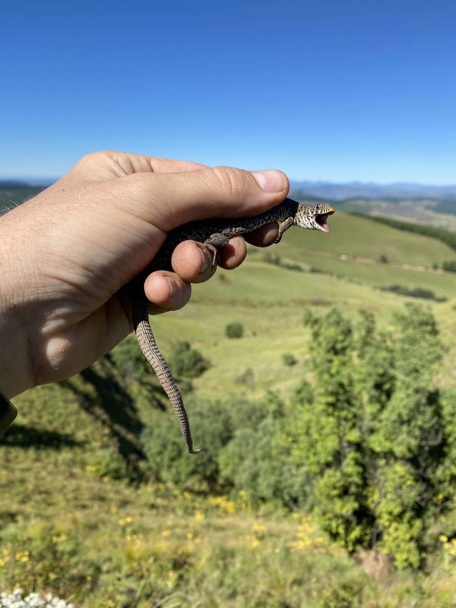 Image of Spotted Sandveld Lizard