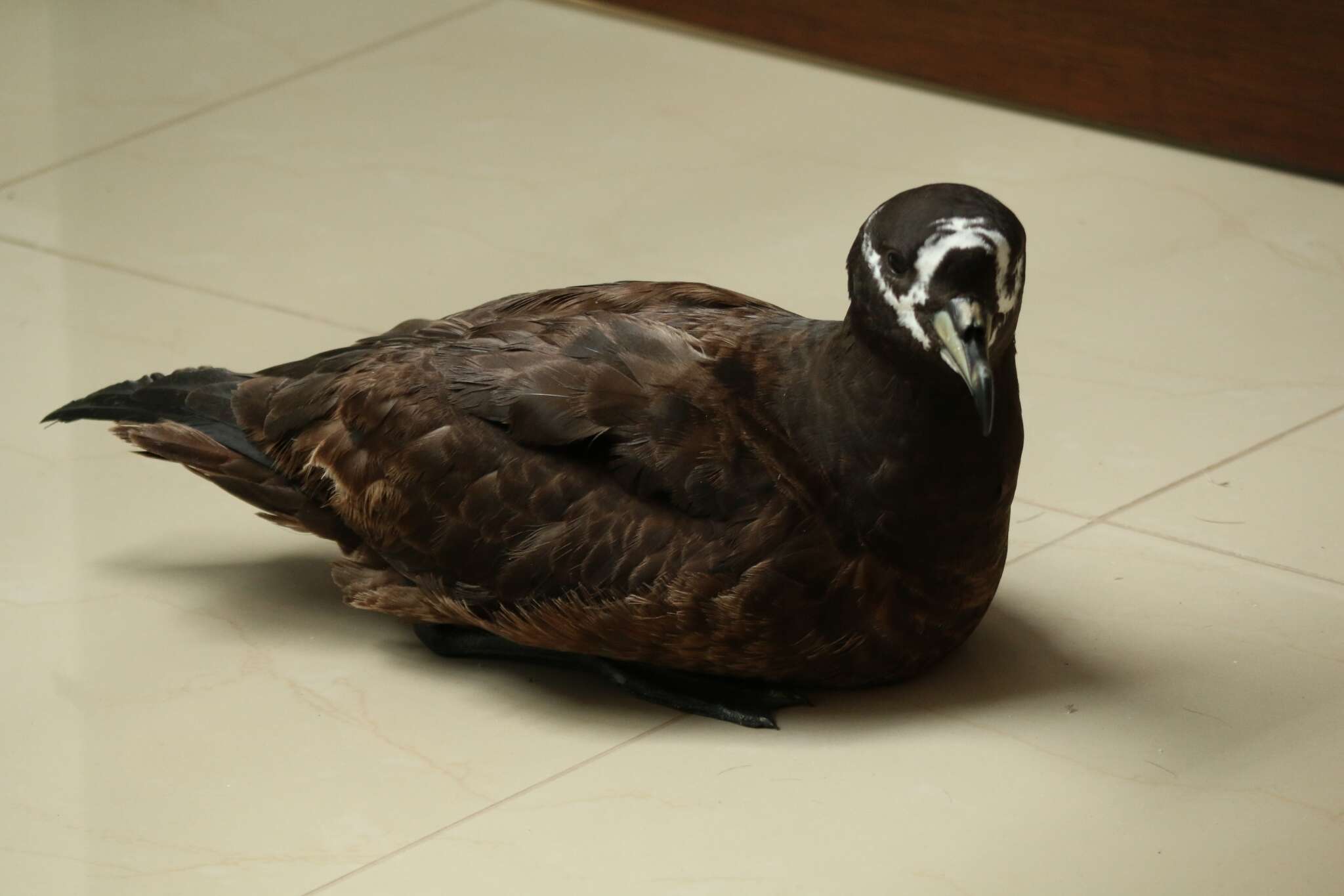 Image of Spectacled Petrel