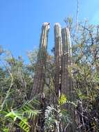 Image of Trichocereus tacaquirensis