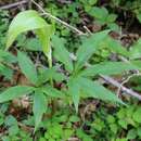 Image of Arisaema nikoense Nakai