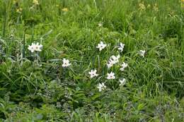 Image of Pheasant's-eye narcissus