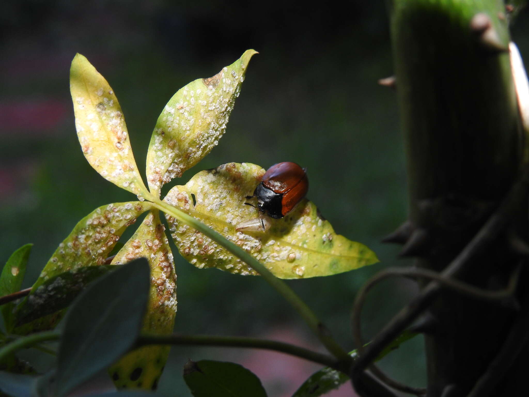 Image of Tortoise beetle