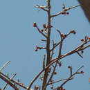 Image of Bursera morelensis Ramirez