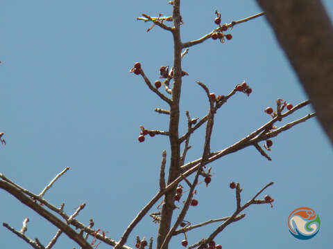 Image of Bursera morelensis Ramirez