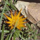 Image of Gazania krebsiana subsp. krebsiana