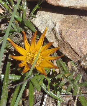 Imagem de Gazania krebsiana subsp. krebsiana