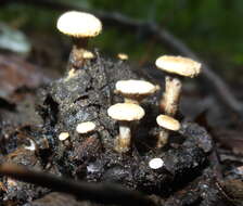 Image of Powdery Piggyback mushroom