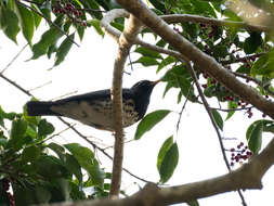 Image of Janpanese Thrush