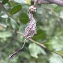 Image of Ceropegia haygarthii Schltr.