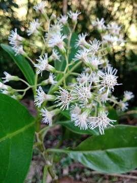 Image of Neomirandea araliifolia (Less.) R. King & H. Rob.