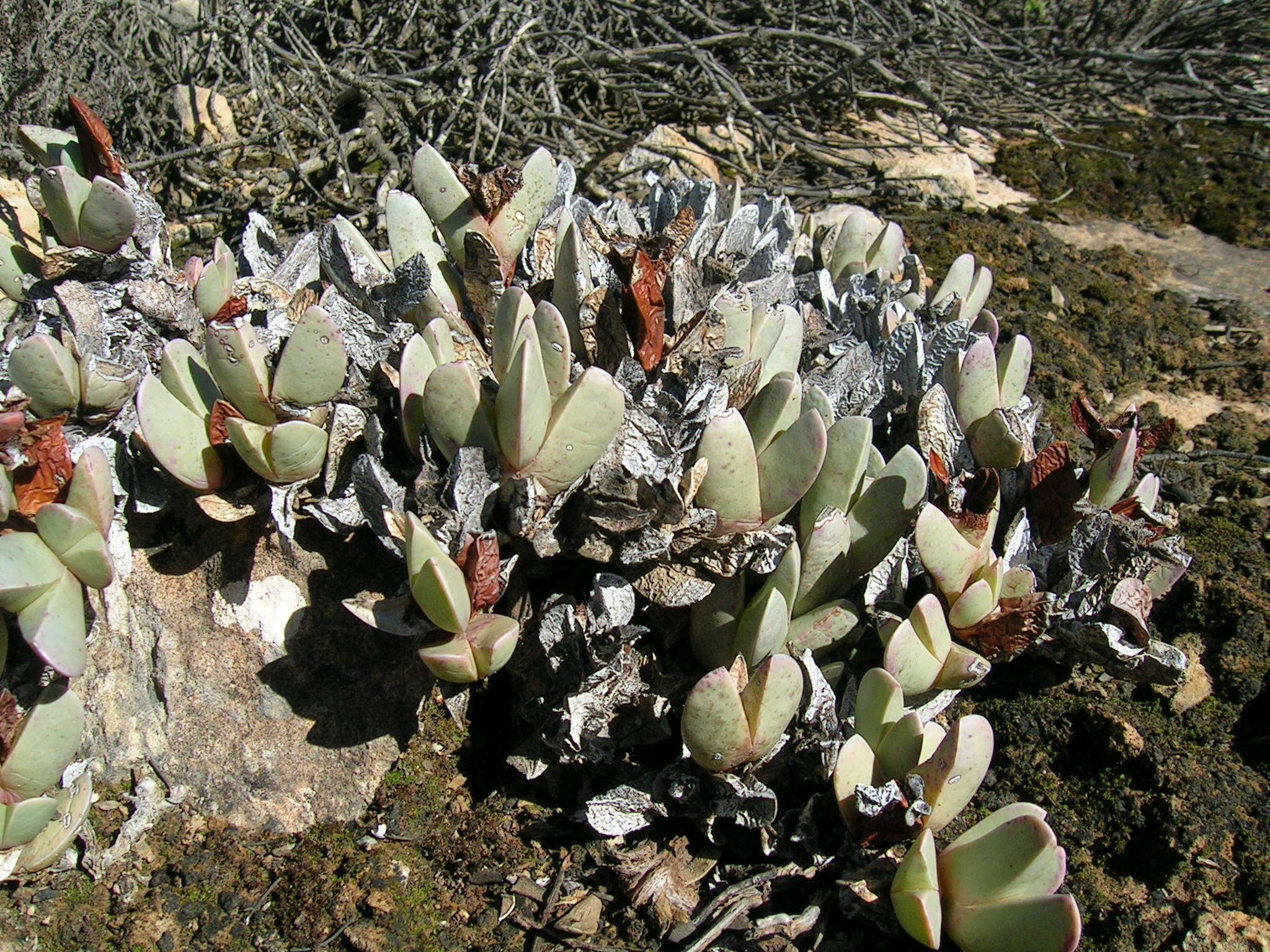 Image of Braunsia vanrensburgii (L. Bol.) L. Bol.