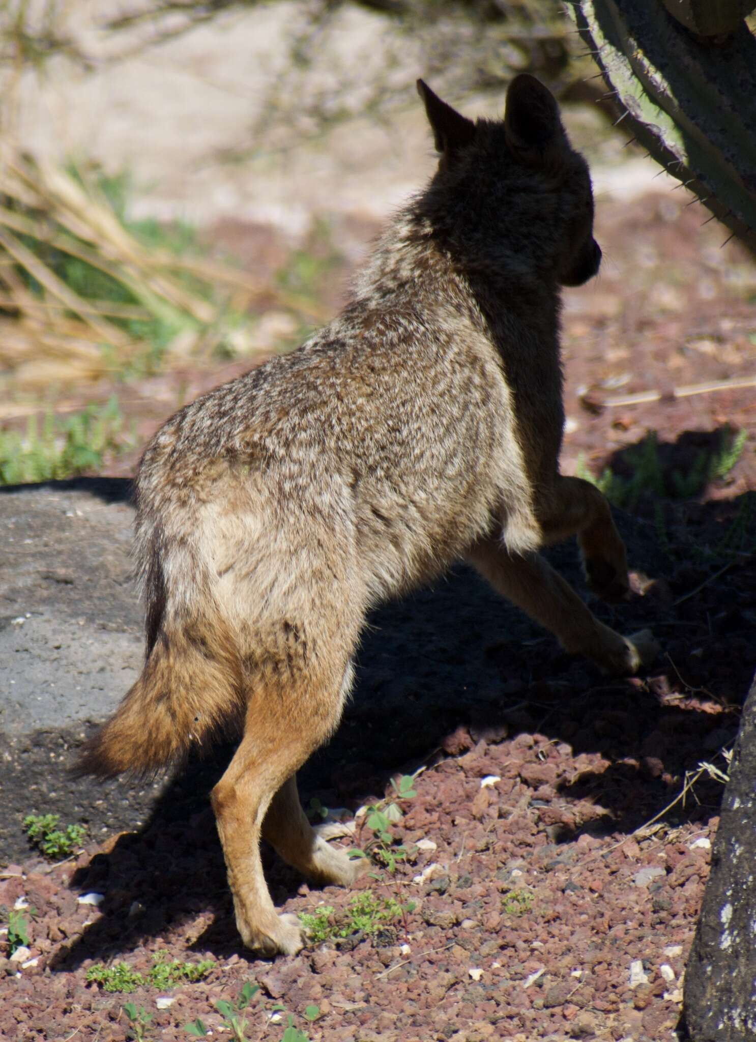 Image of Syrian jackal