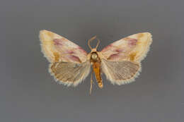 Image of Chamaeclea pernana Grote 1881