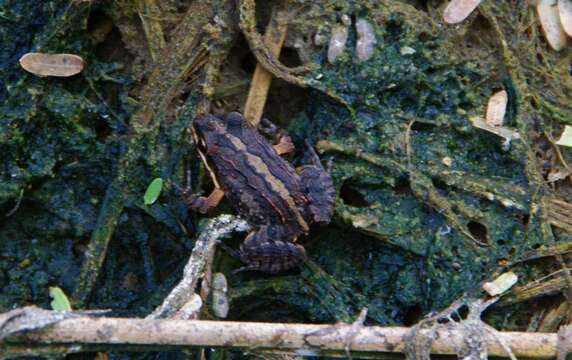 Image of Caribbean white-lipped frog