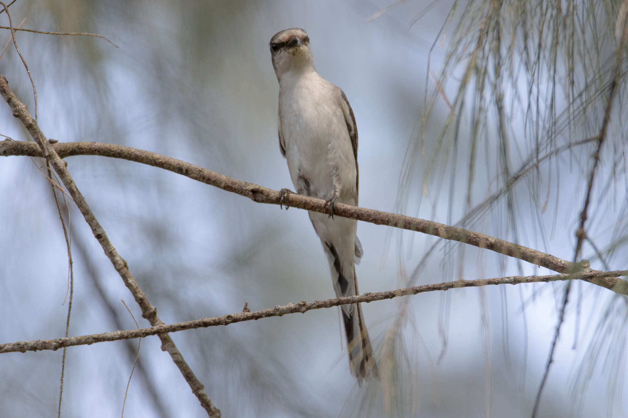 Pericrocotus cantonensis Swinhoe 1861 resmi