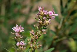 Слика од Lespedeza virginica (L.) Britton