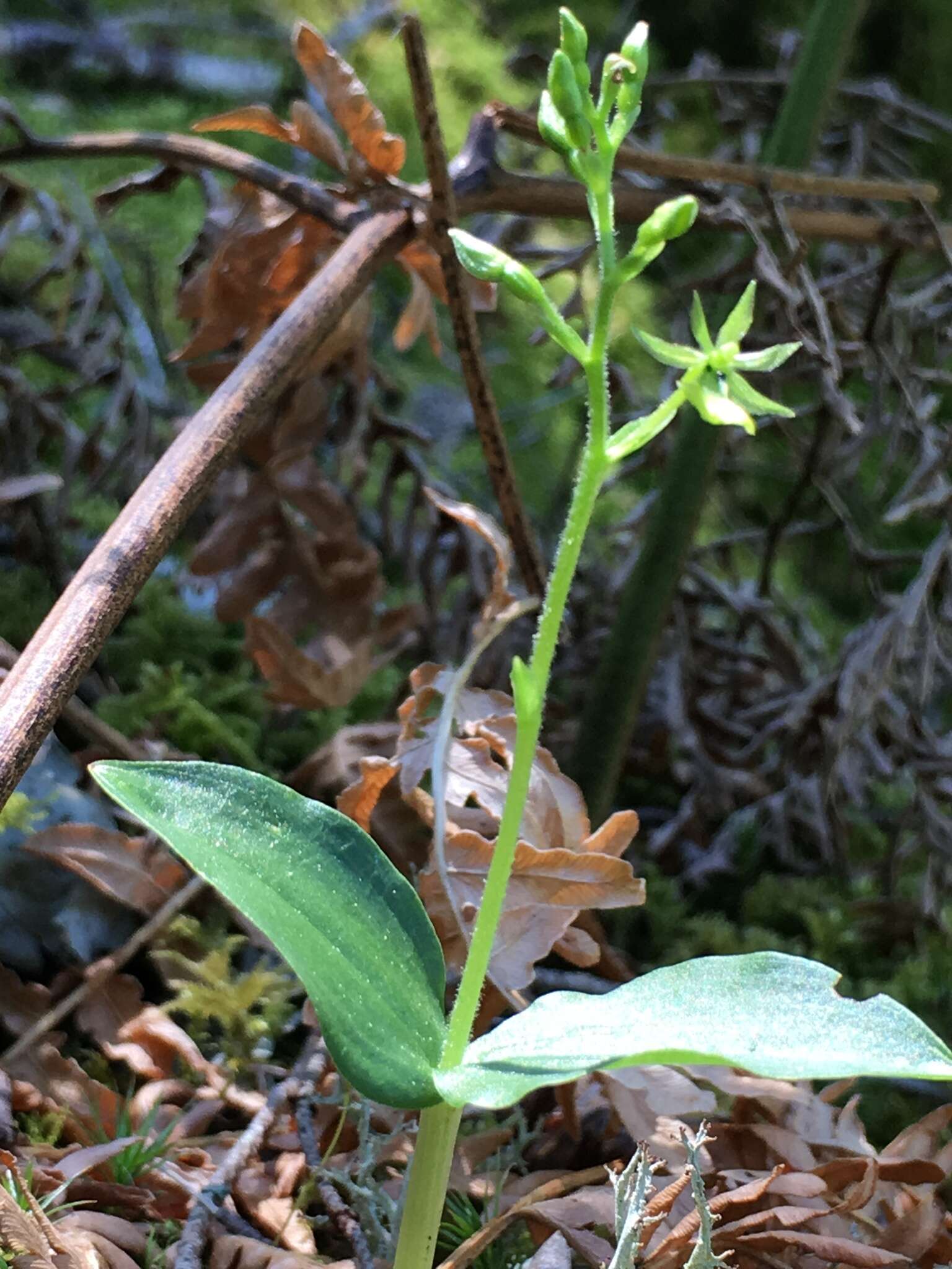 Neottia banksiana (Lindl.) Rchb. fil. resmi