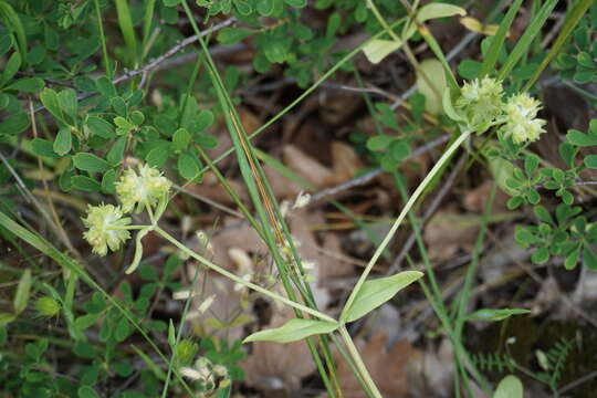 Image de Valerianella turgida (Stev.) Betcke