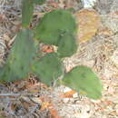 Image of Opuntia stricta (Haw.) Haw.