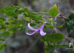 Image of Poikilacanthus macranthus Lindau