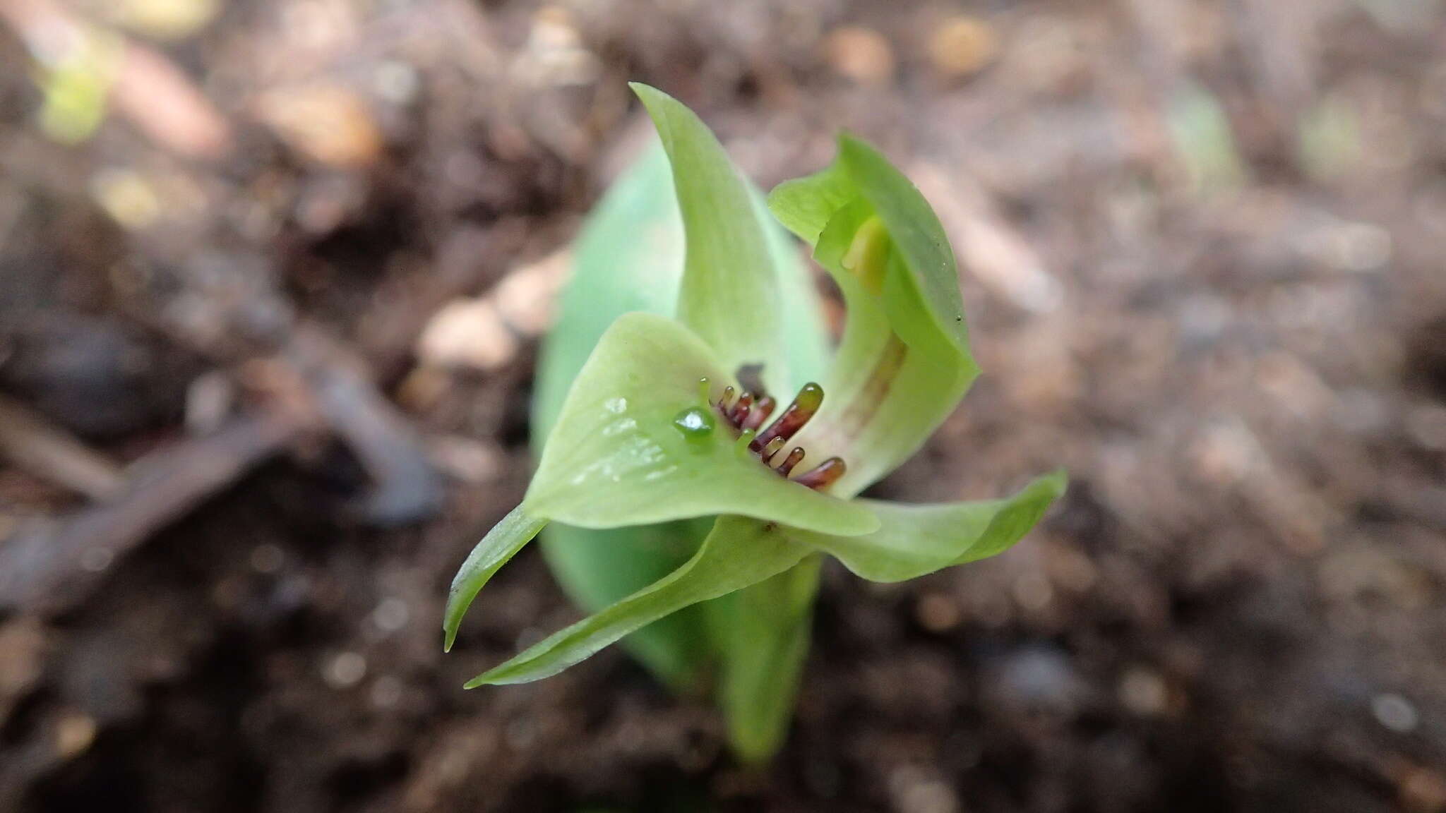 Image of Mountain bird orchid