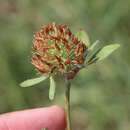 Sivun Trifolium diffusum Ehrh. kuva