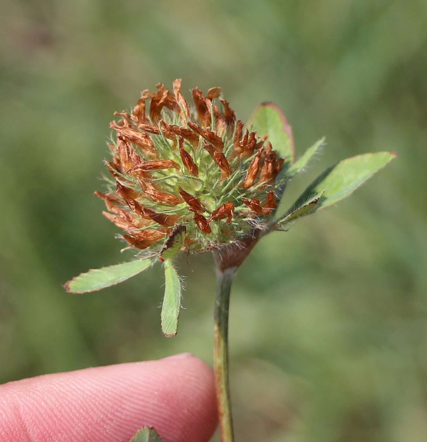 Image of diffuse clover