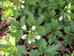 Imagem de Cardamine maxima (Nutt.) A. W. Wood