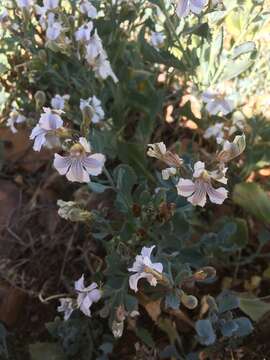 Image of Goodenia albiflora Schltdl.