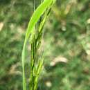 Image of Ozark grass