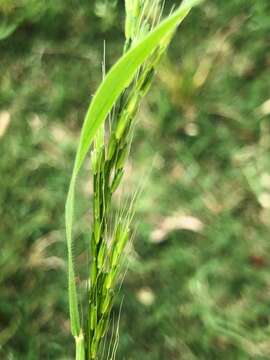 Image of Ozark grass