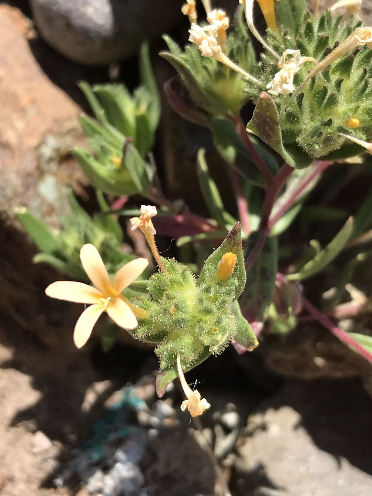 صورة Collomia biflora (Ruiz & Pav.) A. Brand