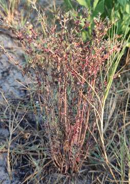 Image of Euphorbia microsphaera Boiss.