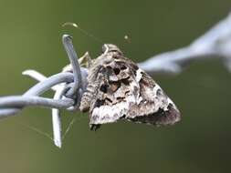 Image de Codatractus bryaxis Hewitson 1867