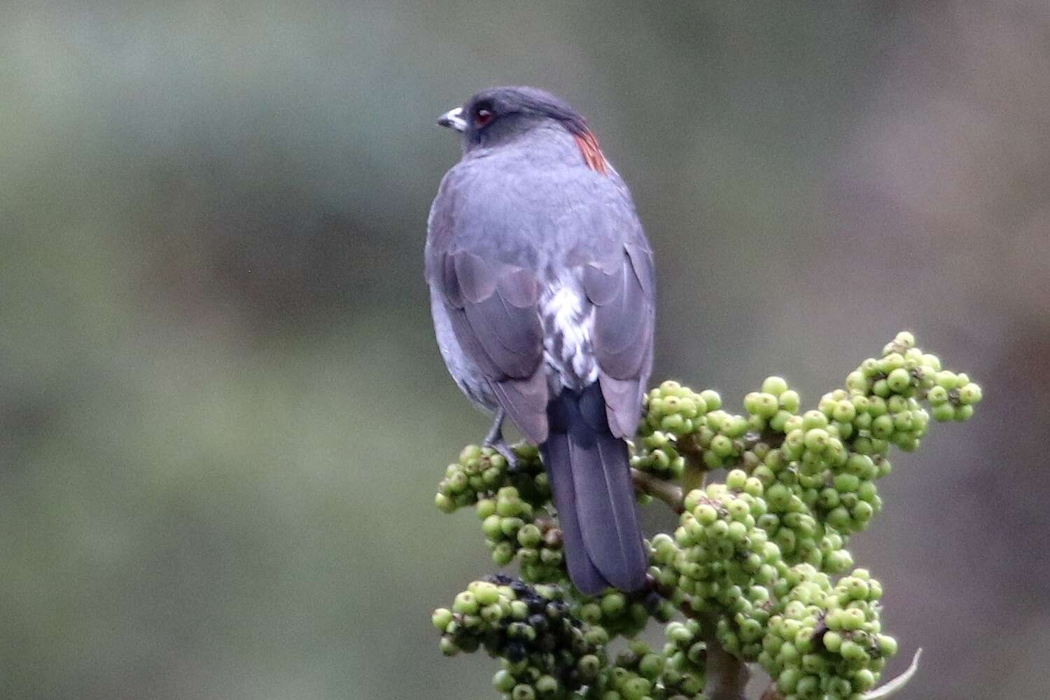 Image of Crested Cotingas