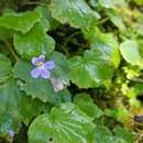 Image of Platystemma violoides Wall.