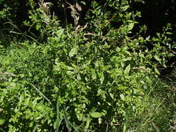 Image of Haloragis erecta subsp. erecta
