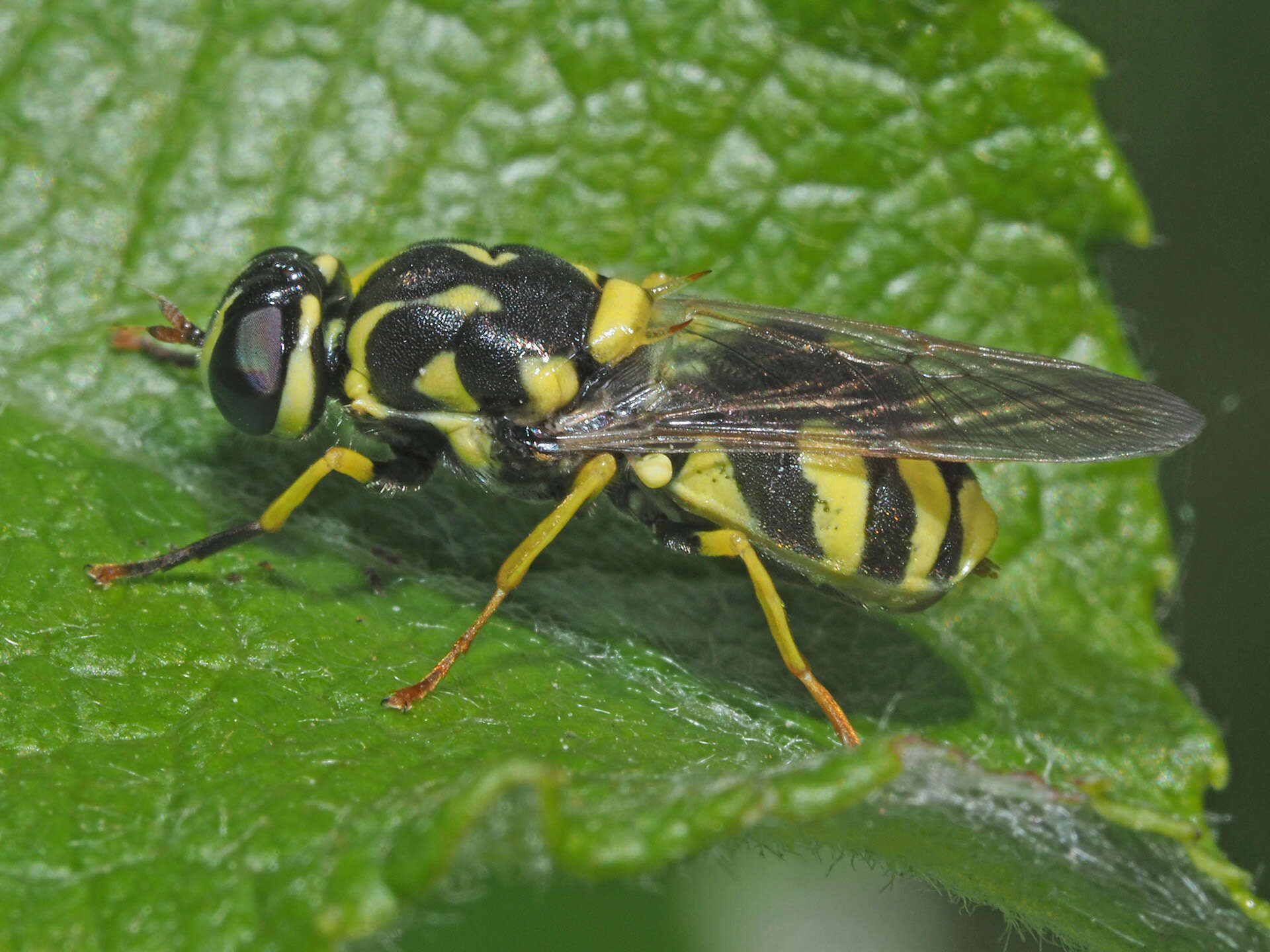 Image of Oxycera meigenii Staeger 1844