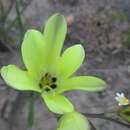 Image of Sparaxis grandiflora subsp. acutiloba Goldblatt
